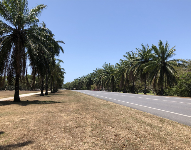 Oil Palms on Douglas Road